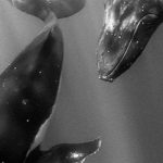 electronicdowntempo2013