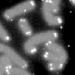 telomeres live forever