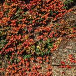 autumn fall london john lewis christmas lookbook red orange-8