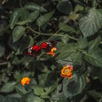 vienna-austria-wien-travel-blogger-wanderlust-43
