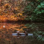 red-leaves-leeds-gledhow-park-_mg_0056