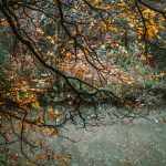 red-leaves-leeds-gledhow-park-_MG_0061