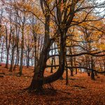 red-leaves-leeds-gledhow-park-_mg_0068