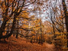 red-leaves-leeds-gledhow-park-_mg_0061