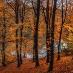 red-leaves-leeds-gledhow-park-_mg_007111