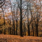 red-leaves-leeds-gledhow-park-_mg_0079
