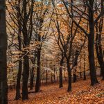 red-leaves-leeds-gledhow-park-_MG_0084