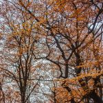 red-leaves-leeds-gledhow-park-_mg_0098