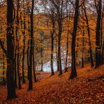 red-leaves-leeds-gledhow-park-_MG_0102