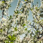 ukraine melitopol dvsn nature-2