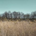 ukraine melitopol dvsn nature-7