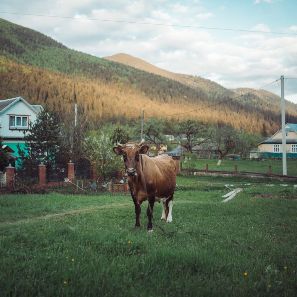 cow ukraine