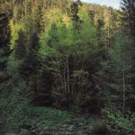 carpathian mountains ukraine travel-34