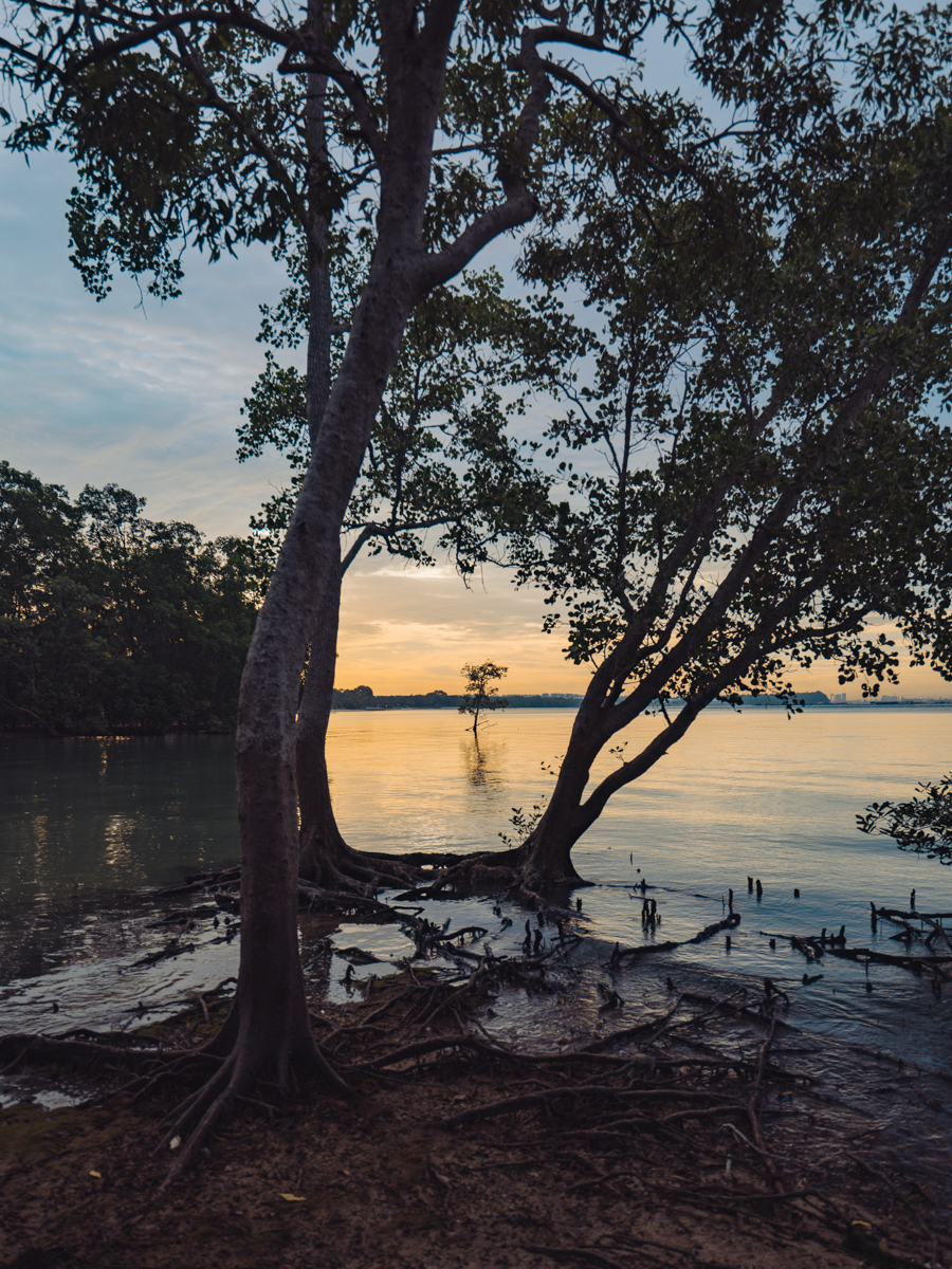 single lonely tree singapore